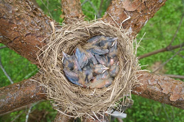 Nido de un pájaro con nidos de zorzal recién nacidos dormidos ubicados en el pino —  Fotos de Stock