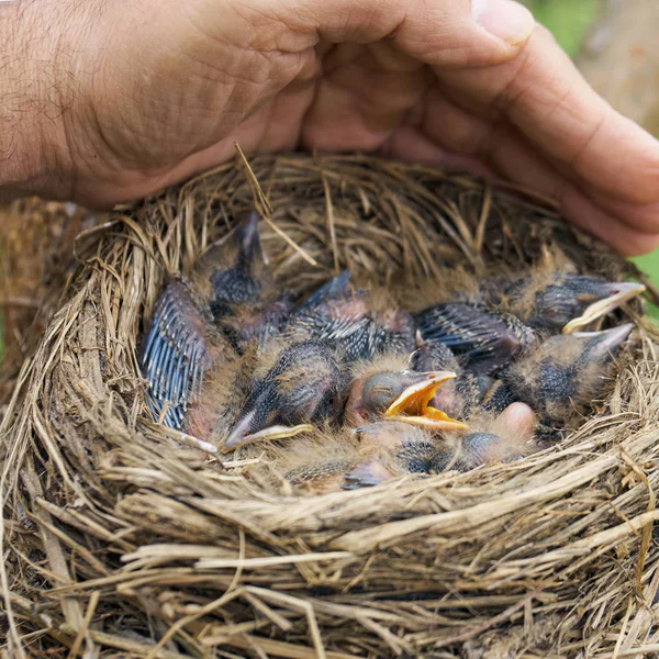 Menschliche Hand schirmt ein Nest mit kleinen schlafenden Nestlingen ab — Stockfoto