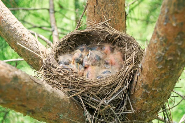 Nido de un pájaro con nidos de zorzal recién nacidos dormidos ubicados en el pino —  Fotos de Stock