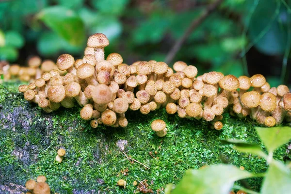 Lesní med agarické houby rostoucí na shnilého pahýlu — Stock fotografie