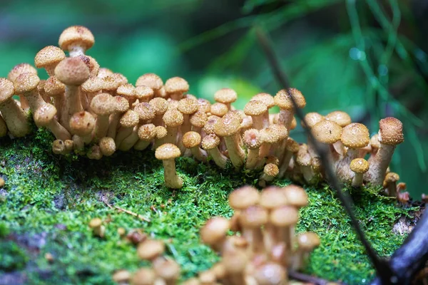 Lesní med agarické houby rostoucí na shnilého pahýlu — Stock fotografie