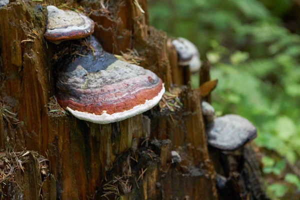 Setas arbóreas o hongos que crecen en el tocón podrido —  Fotos de Stock