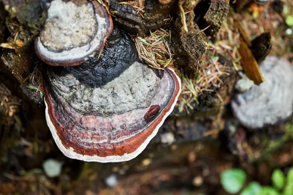 Setas arbóreas o hongos que crecen en el tocón podrido —  Fotos de Stock