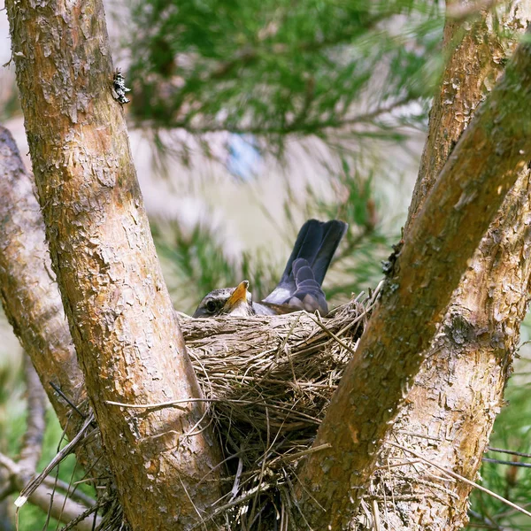 Wildvogel brütet die Eier aus, die im Nest auf der Kiefer sitzen — Stockfoto