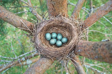 Ptine ağacının üzerindeki yuvada yatan yabani bir kuş ardıç kuşuyumurtası
