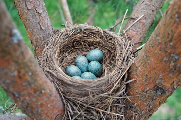 Ptine ağacının üzerindeki yuvada yatan yabani bir kuş ardıç kuşuyumurtası