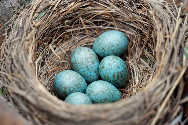 Œufs d'une grive d'oiseau sauvage couchés dans le nid sur l'arbre à dents — Photo