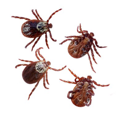 Beyaz arka planda izole alt ve üst görünümler kadın ites . Makro fotoğraf