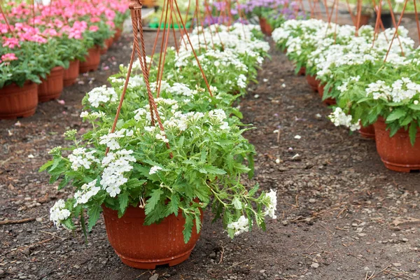 Beautiful verbena flowers growing in pots in outdoor garden shop — Stock Photo, Image