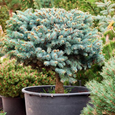 Spruce glauca close up in a pot in outdoor nursery garden shop clipart