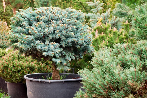 Açık kreş bahçe dükkanında potladin glauca