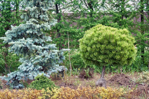 Csodálatos különböző tűlevelű fák növekvő szabadtéri óvodában — Stock Fotó