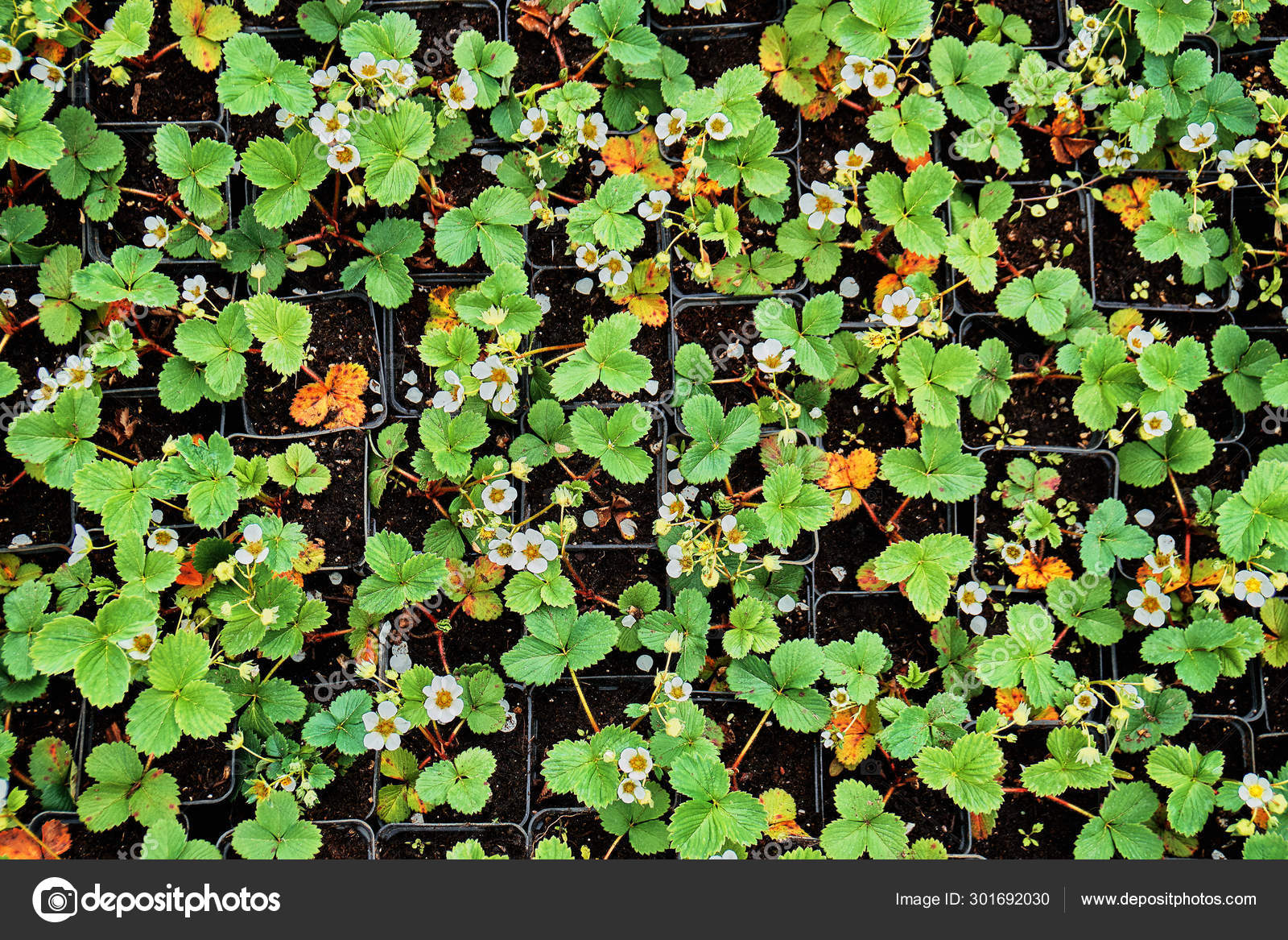 Strawberry Seedlings Blossoming In The Flowerpots Sold In A Garden