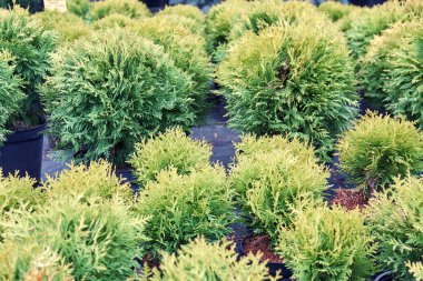 Açık bahçe fidanlık dükkanında satılan saksılarda dikilen Thuja fideleri