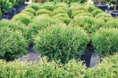Açık bahçe fidanlık dükkanında satılan saksılarda dikilen Thuja fideleri