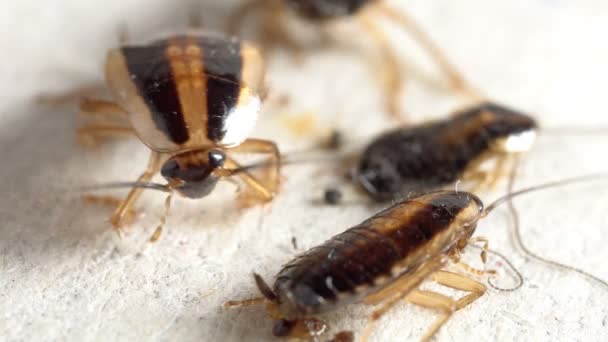 Kırmızı Hamamböcekleri Tutkal Tuzağına Yakalanmış Özgür Olmaya Çalışıyor Uzun Bıyıklarını — Stok video