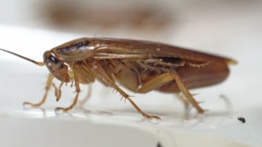 Kırmızı hamamböceği ayakta ve bıyık yan görünüm makro atış kıpırdatarak. 4k çözünürlük gerçek zamanlı video