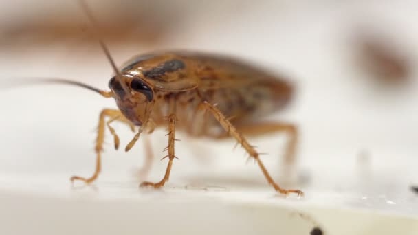红色蟑螂站立和摆动其胡须前视图宏观拍摄 分辨率实时 前视图 — 图库视频影像