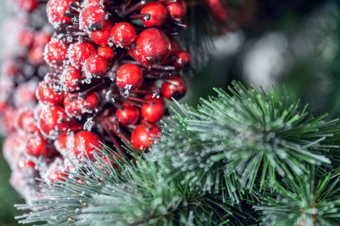 Kırmızı Çelenk Noel Ağacı Dalları Macro 'da