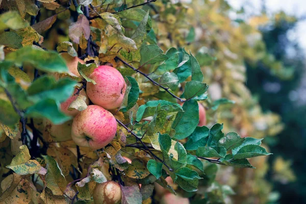 Vörös érett alma nő a faágon késő ősszel — Stock Fotó