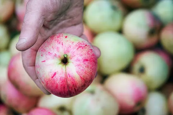 Mano maschile in possesso di una mela rossa matura sullo sfondo sfocato con grande quantità di mele — Foto Stock