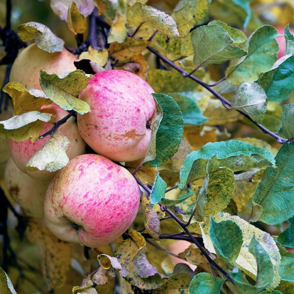 Mele mature rosse che crescono sul ramo dell'albero in tardo autunno — Foto Stock