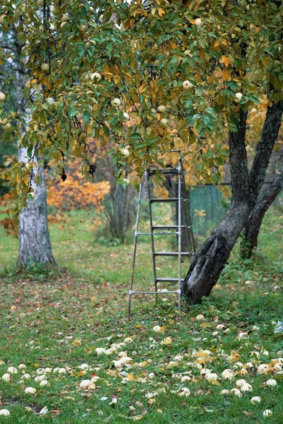 Великий осінній урожай смачних яблук у сільській місцевості — стокове фото