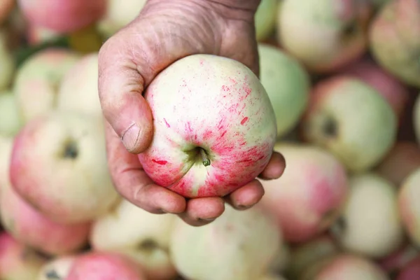 Giardinieri mano tenendo una mela rossa matura sullo sfondo sfocato con grande quantità di mele — Foto Stock