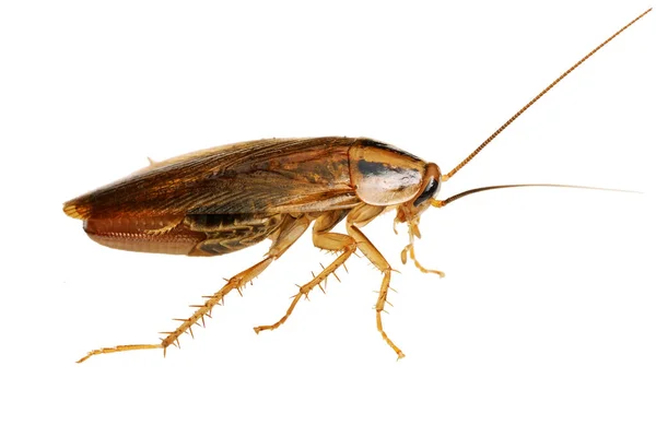 Red pregnant cockroach macro isolated on white. — Stock Photo, Image