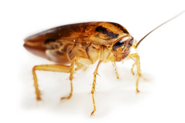 Rote erwachsene Kakerlake lebt Makro isoliert auf weiß mit Schatten — Stockfoto