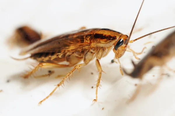 Kackerlacka levande makro bland de andra kackerlackor — Stockfoto