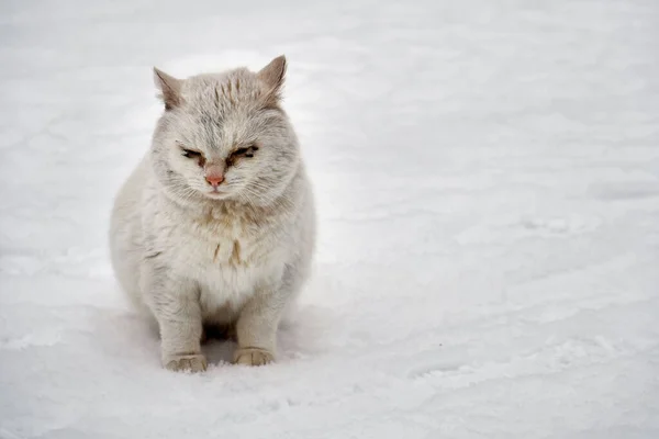 Triste gato sem-teto branco com olhos doentes senta-se na neve ao ar livre — Fotografia de Stock