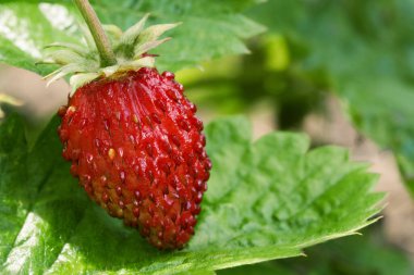 Açık havada yeşil yapraklı olgun kırmızı çilek.