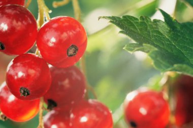 Kırmızı frenk üzümü, açık havada yetişen olgun meyveler.