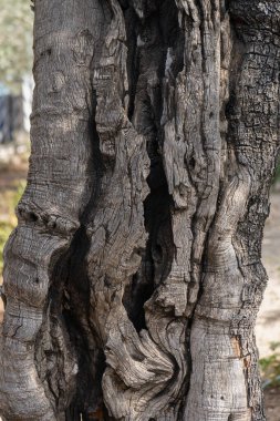 İsrail, Kudüs 'teki Gethsemane Bahçesi' nde antik bir zeytin ağacının gövdesi..
