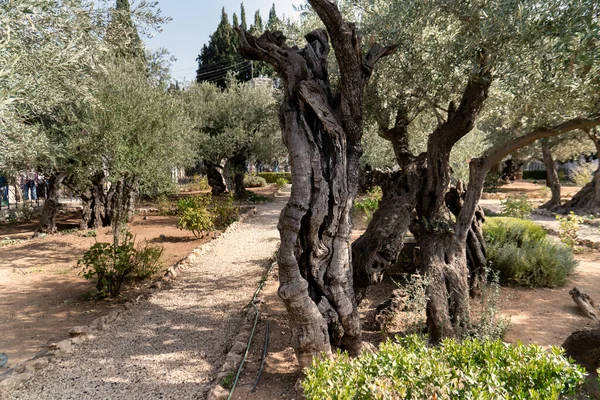 Старые оливковые деревья с в Гефсиманском саду в Иерусалиме, Израиль . — стоковое фото