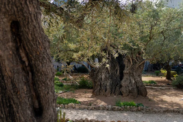 Старые оливковые деревья с в Гефсиманском саду в Иерусалиме, Израиль . — стоковое фото