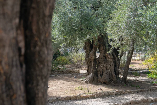 Régi olajfák a gótikus kertben Jeruzsálemben, Izraelben. — Stock Fotó