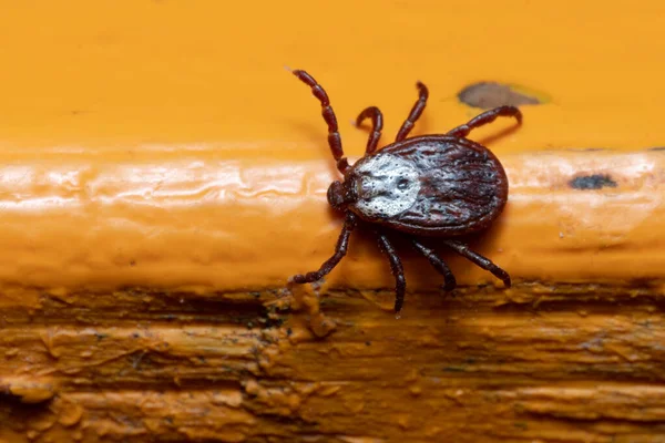 Kryp Målad Orange Träyta Makro Foto Parasiter Sprider Virus Farliga — Stockfoto