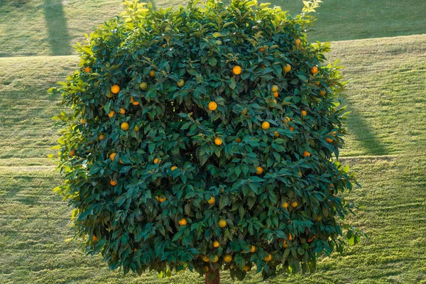 Bela Tangerina Com Muitas Tangerinas Maduras Jardim Bahai Haifa Israel — Fotografia de Stock