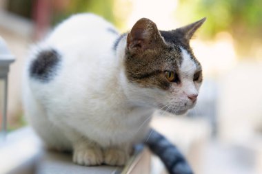 Güzel dişi kedi dışarıda oturuyor.