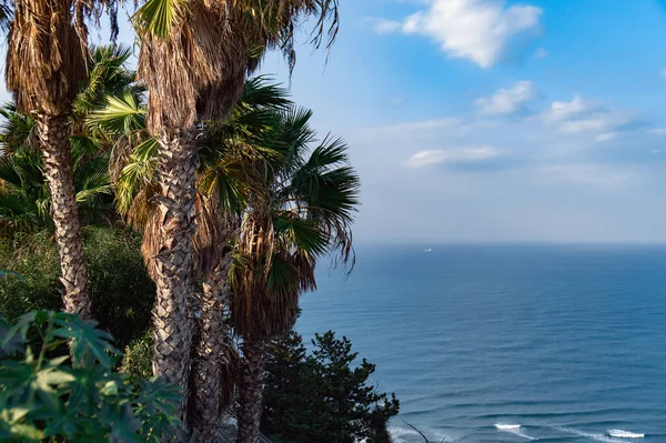 Palmen mit blauem Meer und blauem Himmel mit weißen Wolken — Stockfoto