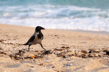 Deniz kıyısında yürüyen karga.