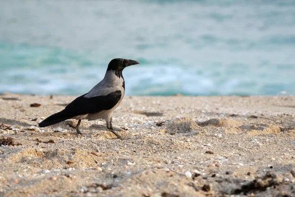 Corvo caminhando ao longo da praia do mar perto da água — Fotografia de Stock