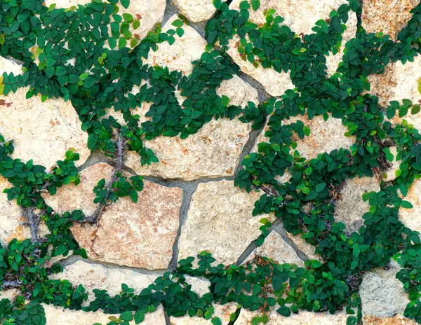 Kamenná stěna pokrytá břečťanem zeleným listy hladký vzor — Stock fotografie