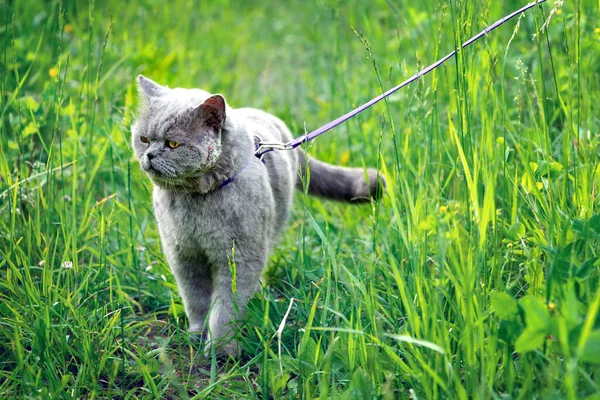 Britânico Cabelo Curto Macho Gato Com Uma Bochecha Ferida Caminha — Fotografia de Stock