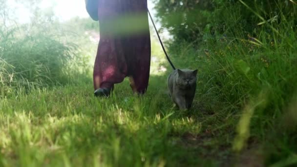 Британська Коротенька Кішка Ходить Попелу Яку Веде Жінка Зеленій Траві — стокове відео