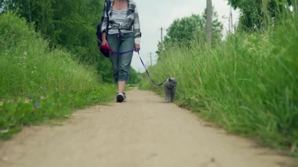 Brytyjski Krótkowłosy Samiec Kot Chodzi Smyczy Prowadzony Przez Kobietę Wzdłuż — Wideo stockowe
