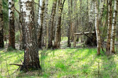 Bahar güneşli sabahında küçük huş ağacında büyüyen güzel huş ağaçları.