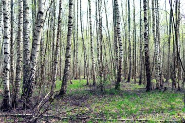 İlkbahar huş ağacında birçok huş ağacı var.